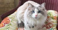 Detroit's top cat and dog names of 2026