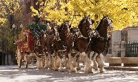 Budweiser Clydesdales coming to Mississippi Gulf Coast, Delta this December