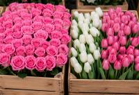 Armenia Exports 908.6 Tons of Flowers to 30 Countries in 2026, Expanding Into 23 New Markets