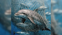 Guyana works to cut accidental dolphin capture to safeguard US seafood exports