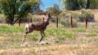New device is helping scientists learn how wildfire smoke impacts wildlife