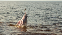 Rare Pink Dolphin Filmed Off Oman's Coast Raises Questions About Its Species and Unusual Colour