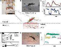 Coordinated mosquito biting dynamics at the human skin interface