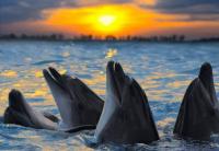 An End in Sight: Netherlands Moves to End Captive Dolphin Breeding