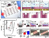 All-soft organic electrochemical diodes based on asymmetric active layers for signal isolation in deformable electronics