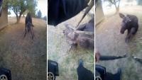 Idaho deputy cuts young moose free from wire, and it seems to realize he's helping