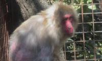 More Than 1,500 Animals Died in Five Years: Inside Mexico City’s Chapultepec Zoo