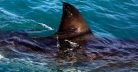 65-year-old woman killed in shark attack off South African coast