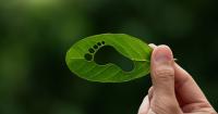 Carbon Footprint | Environmental Minute