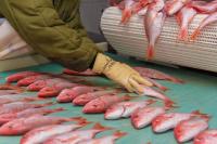 Stronger research needed to guide fisheries investment – Min Mustapha