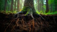 German Forest Soils Absorbed About 3% More Methane a Year, Challenging Fears That Warming Is Shrinking a Small Climate Sink