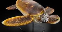 Native glass artists celebrated in ‘Clearly Indigenous’ at the MAC