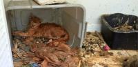 Is Best Friends Animal Society a Trustworthy Animal Charity?
