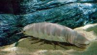 Puerto Rico's Newly Named Giant Isopod Points to a 15-Million-Year Journey Through a Vanished Panama Seaway