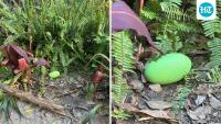 Australian Zoo celebrates its first cassowary egg since 1992, featuring a bright green shell made for survival