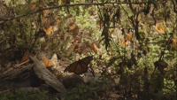 Recent rains bring surge in insect activity across Oklahoma