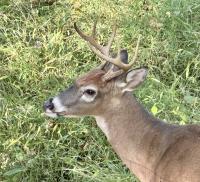 Outdoors: Deer breeding season has Pennsylvania motorists on high alert