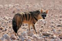 Researchers map aardwolf chromosomes for first time