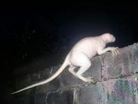 ‘Something Scary’: White Creature Filmed Near US–Mexico Border Fuels Claims of an Unknown Predator — and a Wave of Skepticism