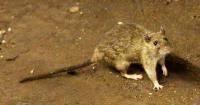 Central District Health maps out its use of $250,000 for anti-rodent efforts