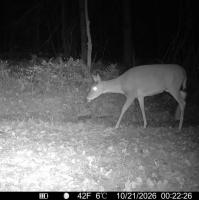 A Shocking Trail Camera Incident in Western New York State