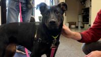 Meet Salem, our Adoptable Pet of the Week