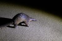 Chinese social media used to facilitate illegal wildlife trade in Laos
