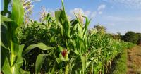 White House announces an $8 billion Harvest Fuel Relief program to support American farmers facing market disruptions and rising input costs
