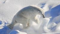 Migratory birds spread avian influenza to Greenland’s polar bears