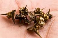 Solutions To This Nasty Invasive Puncture Weed in Utah