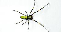 MIDDLE GEORGIA OUTDOORS: Dreaded joro spider spinning in Middle Ga.