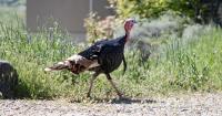Boise’s battle against rats and turkeys enters a new phase