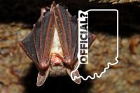 Indiana Has No State Mammal. Should It Be a Bat?