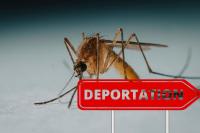 Aedes Aegypti Mosquito Invited to Leave Utah