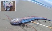 Giant 'Doomsday fish' washes ashore in South America sparking claims of an impending disaster: 'Not a good omen'