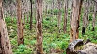 New research raises over-tourism concerns for Margaret River