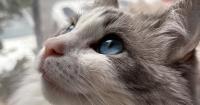 Chicago's top cat and dog names of 2026