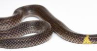 Japan researchers uncover how dwarf reed snakes roll at high speed to escape predators