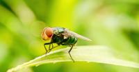 First case of New World screwworm found in U.S. wildlife, USDA says