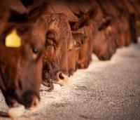 Australian Beef Remains in China Despite 55% Tariffs