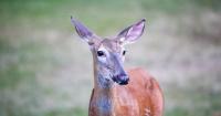 'Love Is Blind,' but deer aren't watching: New Jersey drivers warned during mating season