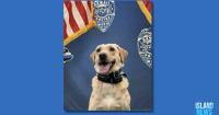 Hawaii Island Police K9 Trina helps locate endangered missing 70-year-old man