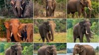 Agbo among 13 elephants needing urgent protection, says Wild Tuskers of Sri Lanka