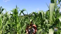 Belize Seeks More Climate-Smart Agriculture Investment