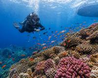Coral Reefs of Thailand: Where They Are and Why They Matter