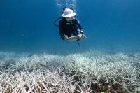 Coral Bleaching Risk Rising in Thailand’s Waters