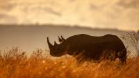 Namibia' Black Rhino Is One of Africa’s Most Exciting Conservation Stories