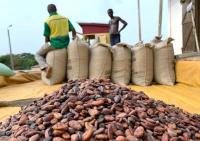 Nigeria’s cocoa exports to US surge to $142m in 2025