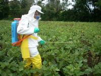 Study Finds Costa Rica’s Pesticide Use More Than 10 Times Global Average