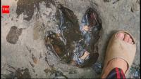 Tourist's casual Facebook post leads to discovery of 120-million-year-old dinosaur footprints in Thailand